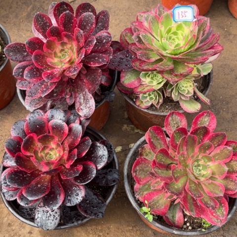 135多肉植物组合