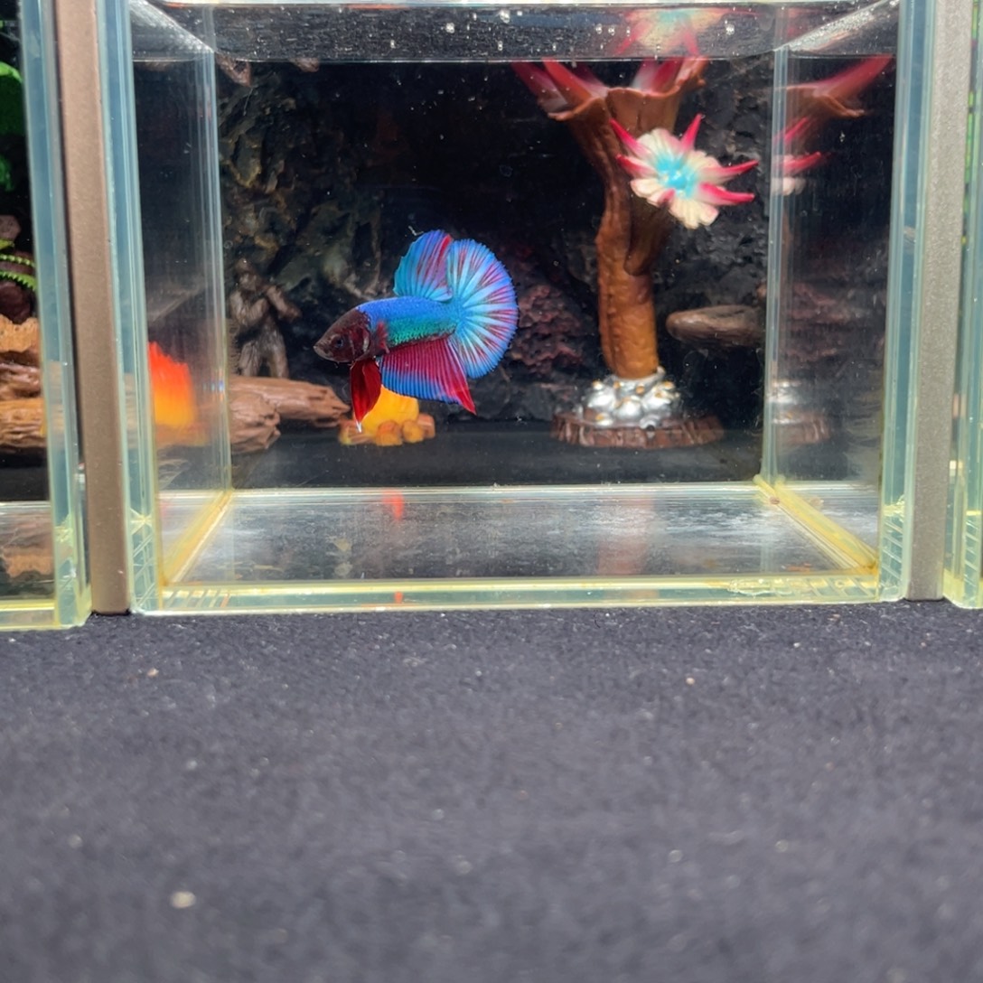 斗鱼十一月十一日竞价