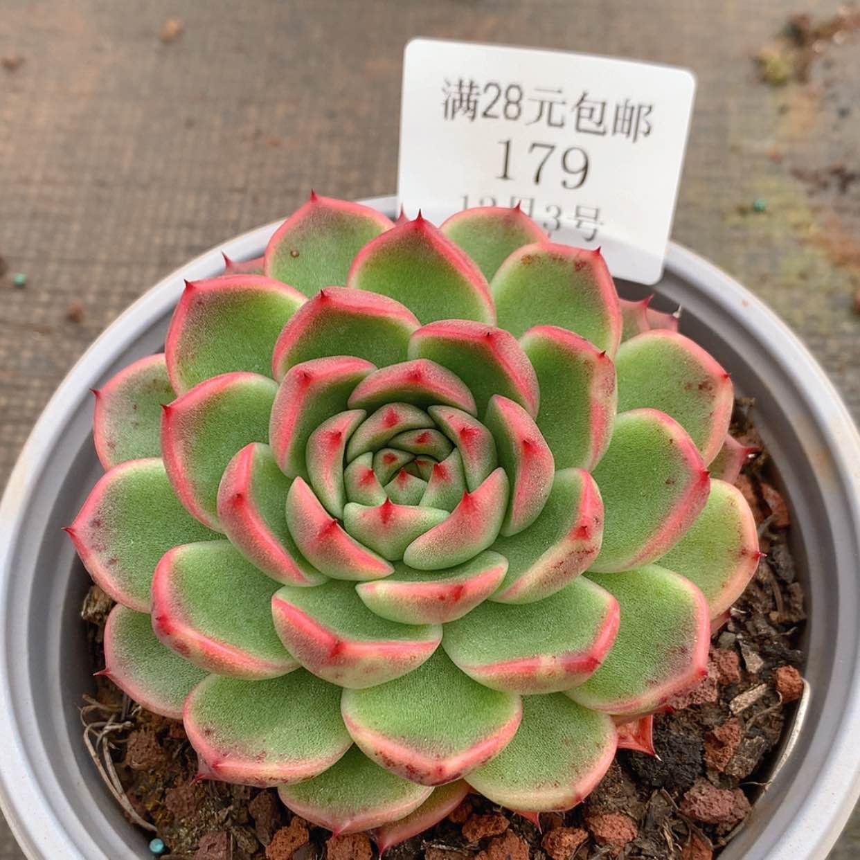 【闪购商品】云179号