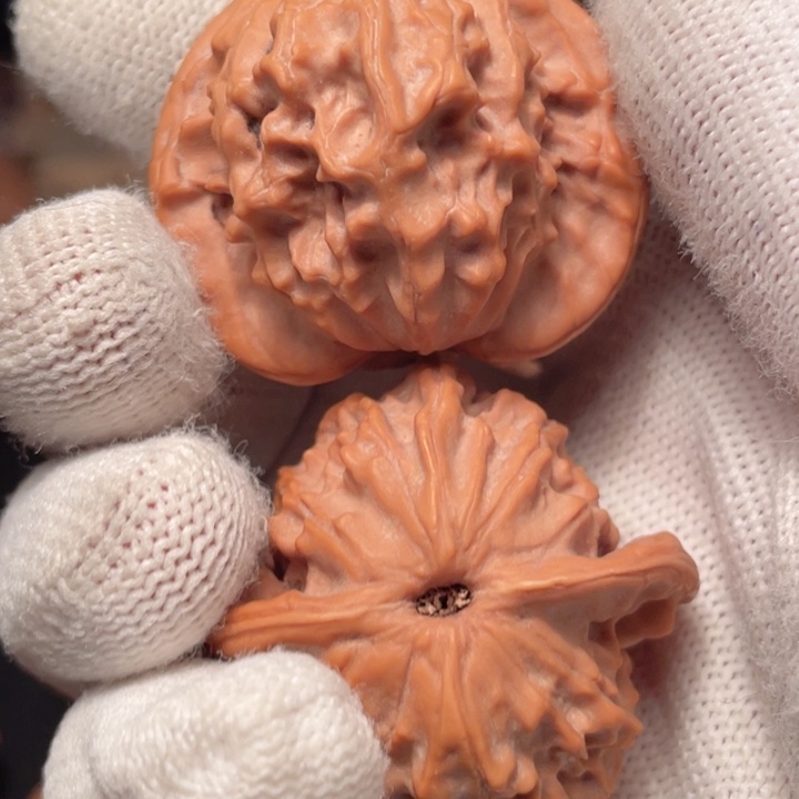 核桃产地涞水大耳朵图图