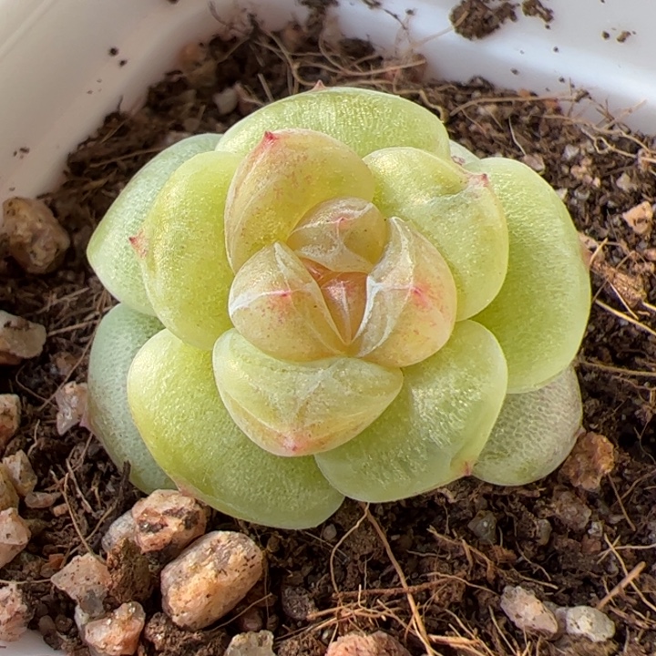 开播福利。一物一拍精品糖心，尺寸不大介意勿拍