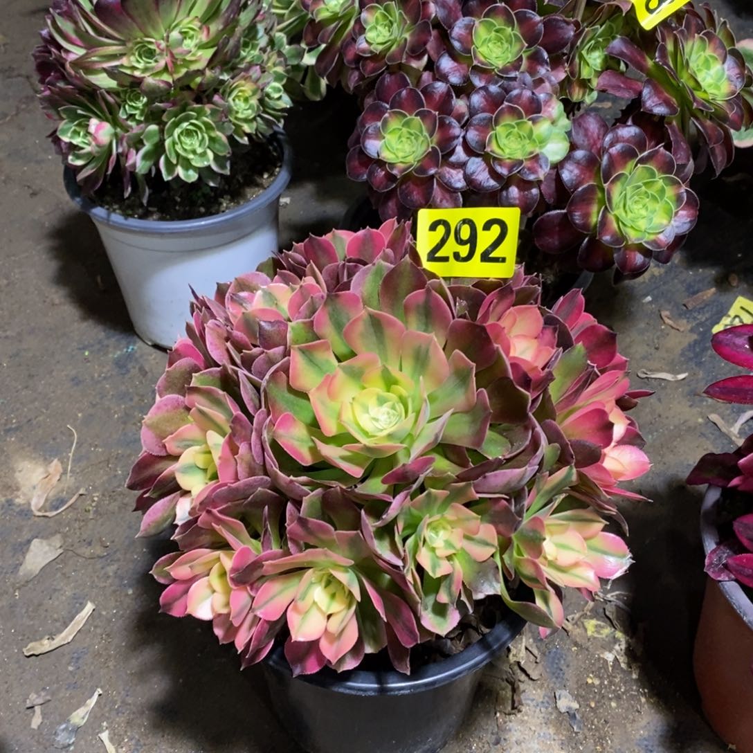 香妃多肉法师292