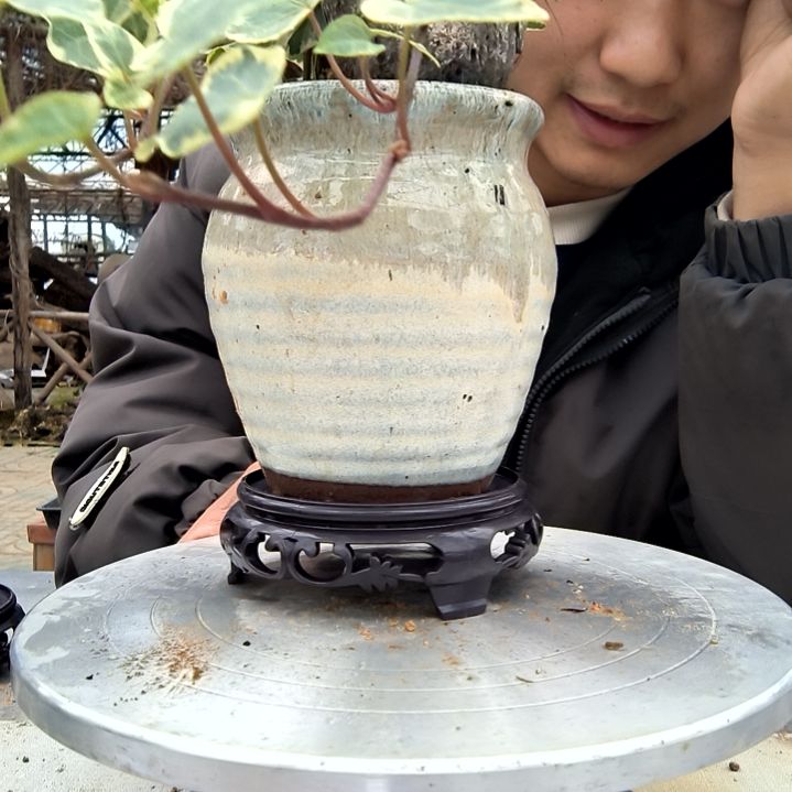 源****馍小盆景小植物一物一拍204