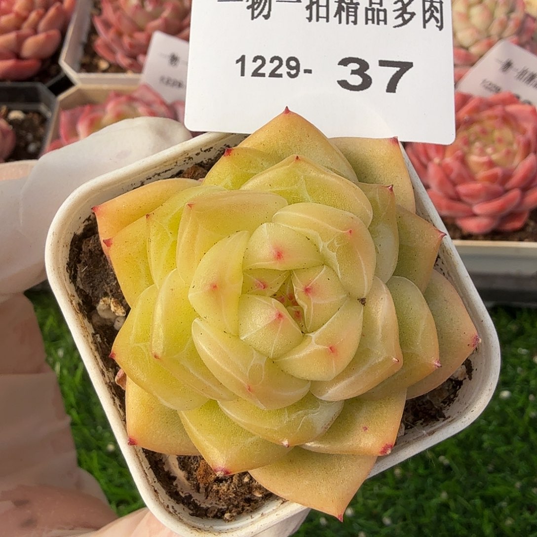 1229-37多肉一物一拍