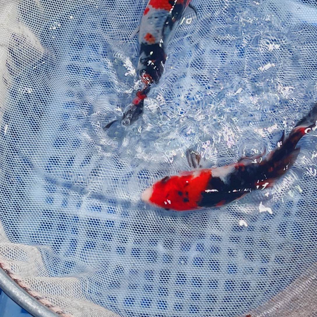 锦鲤锦鲤观赏鱼1111