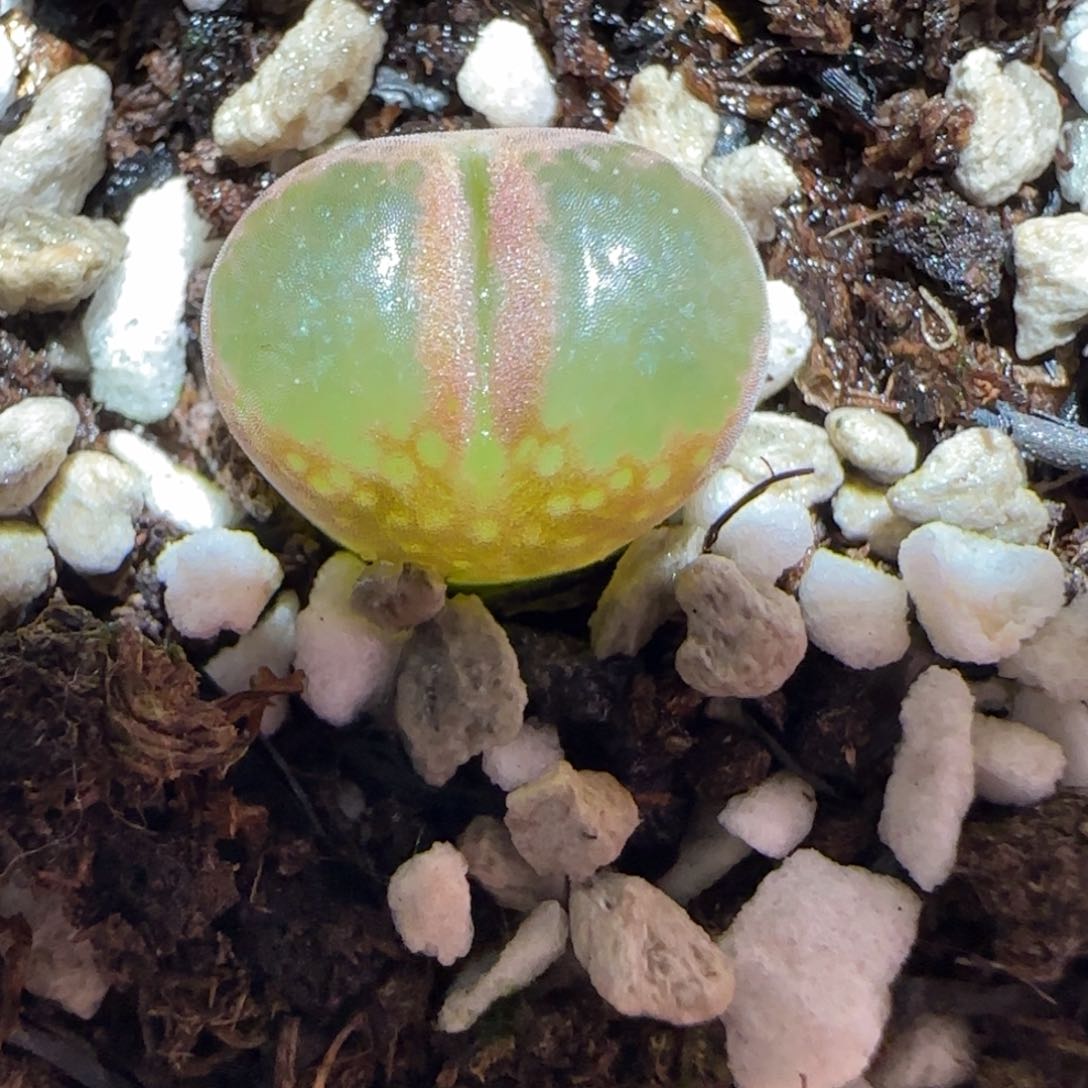 肉锥多肉植物百科-稀有品种风铃364