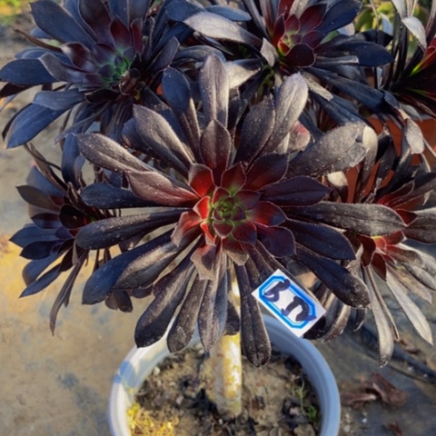 魔法师多肉植物52多肉