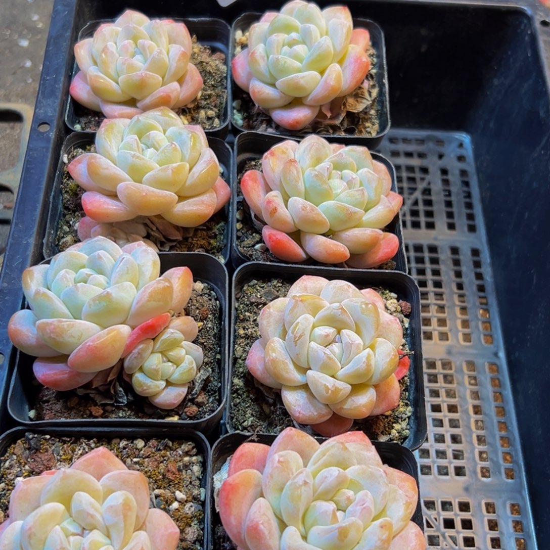 用***6305多肉葡萄的价格是多少