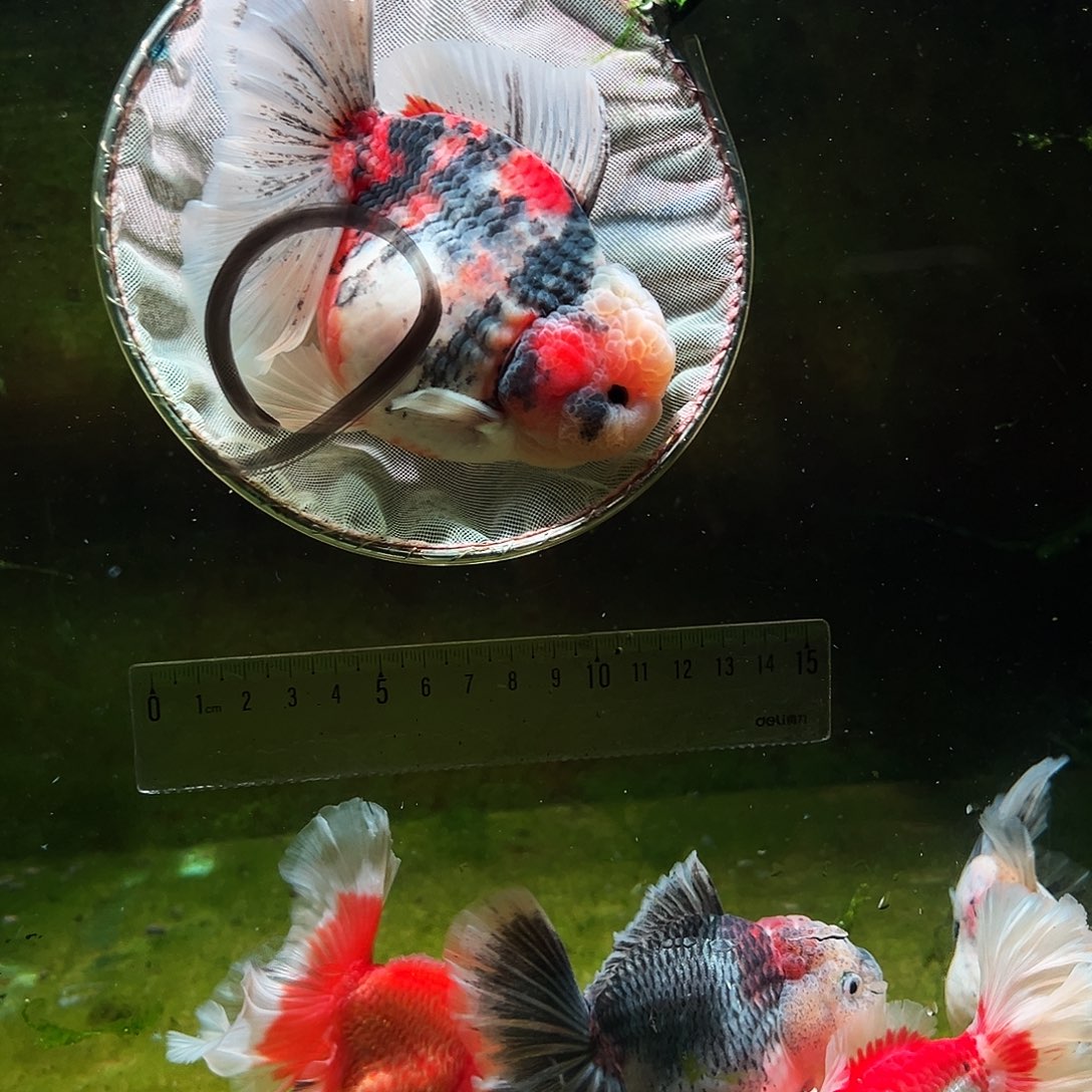 金鱼冷水金鱼百褶泰狮