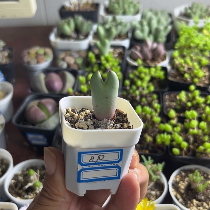 870 少将多肉植物
