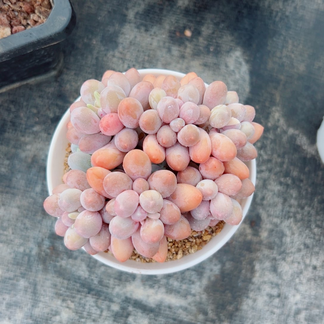 多肉多肉植物多肉植物