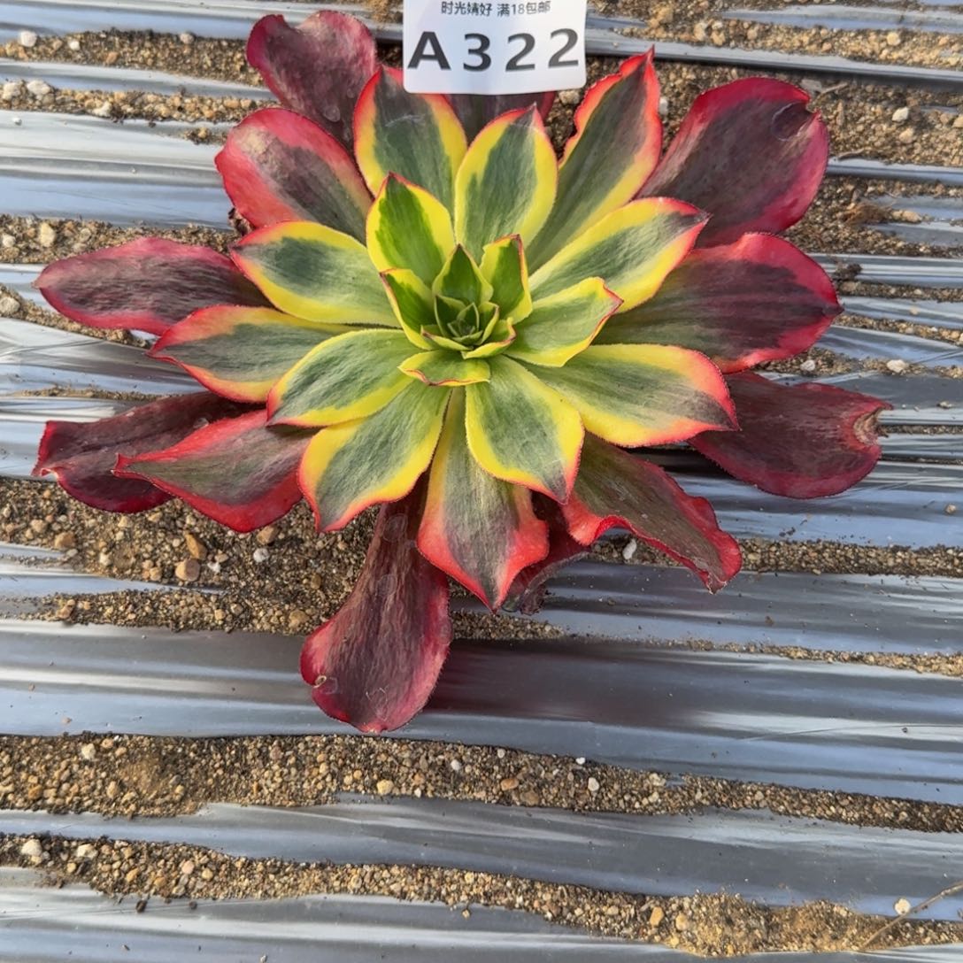 322魅影。多肉植物