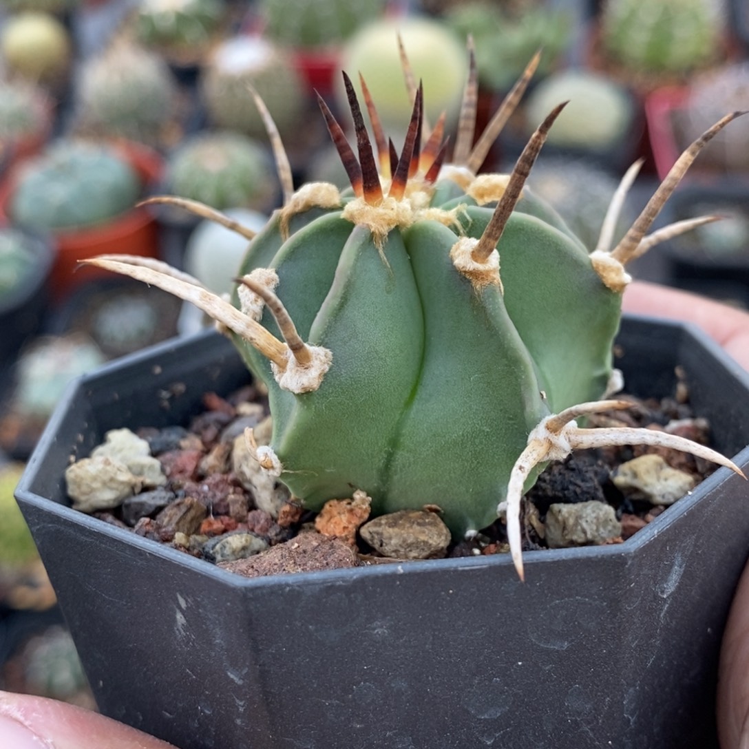 植播园艺优选水牛角