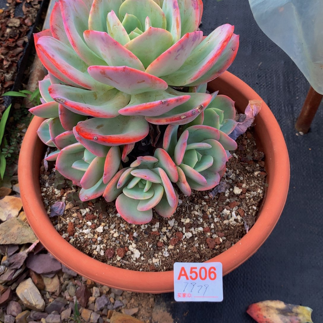 叶***子血凤群生多肉植物