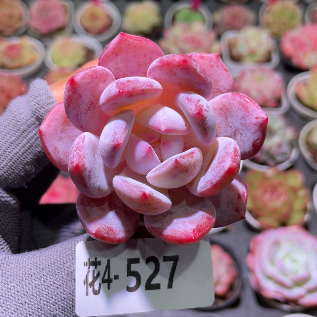 花利美4-527橙梦露