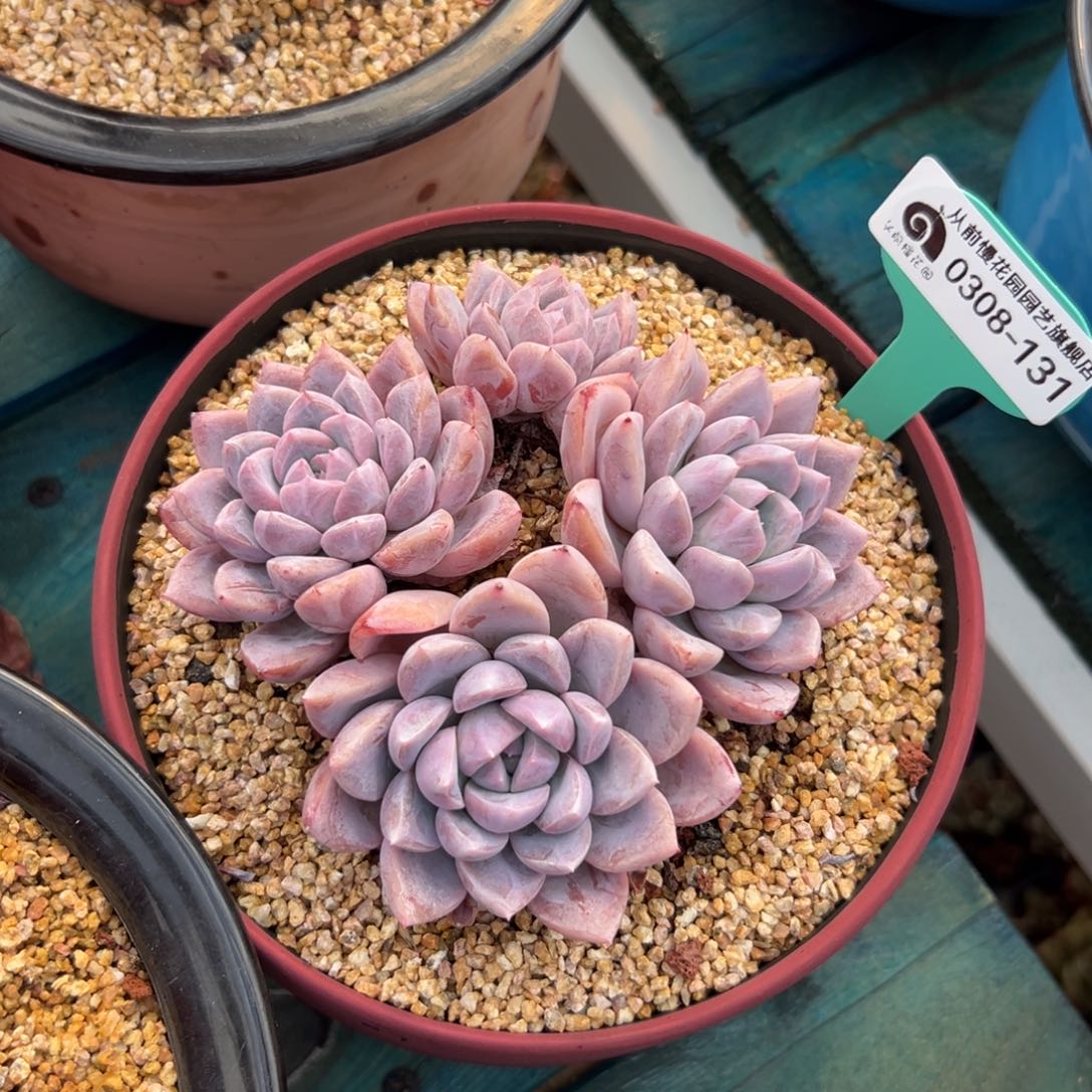 多肉一物一拍0308-131