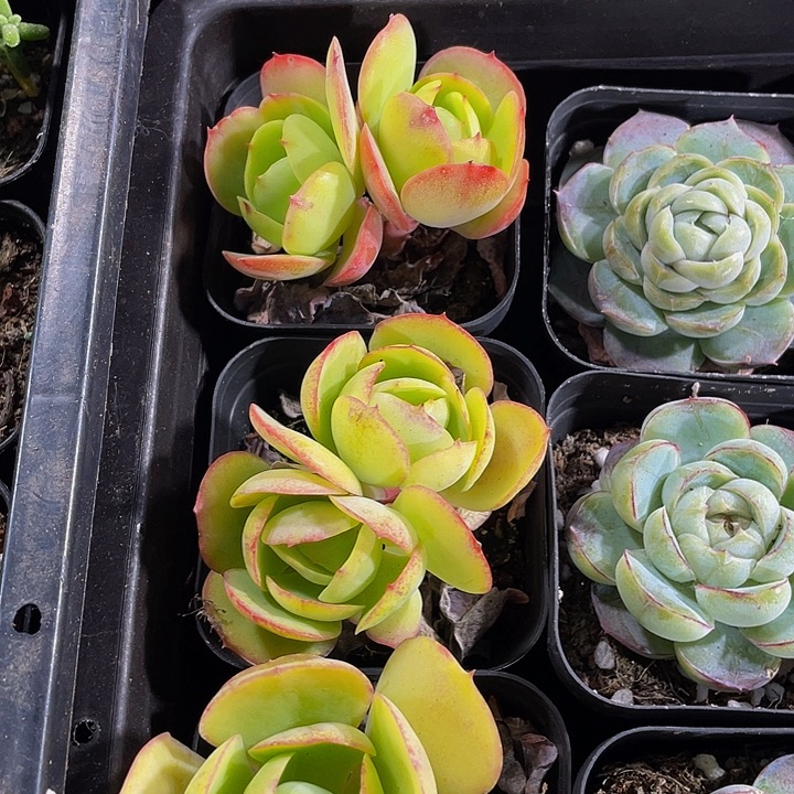 双头碧桃带盆土发