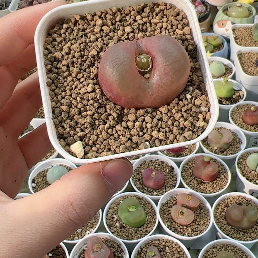 【闪购商品】16 吕氏