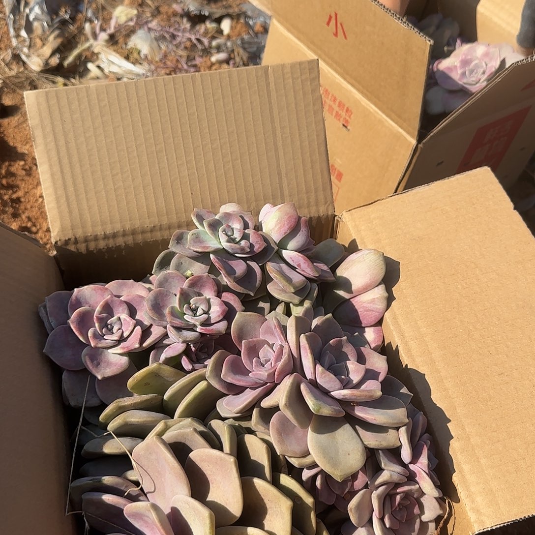 箱拍紫乐多肉轻微断肢不售后看好在拍