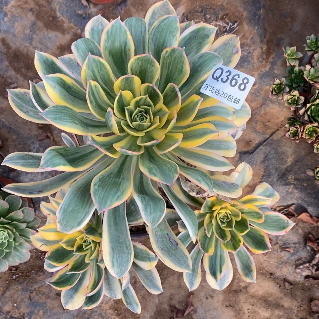 368灿烂多肉植物