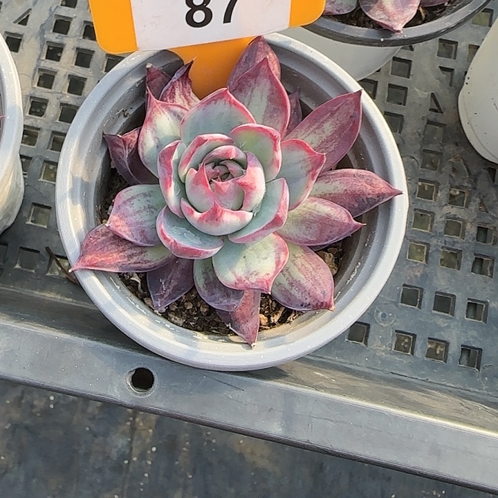 雕****87惊鸿仙子多肉植物6-9cm