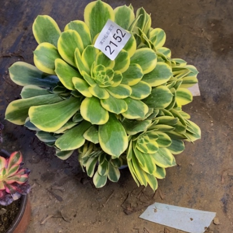 迈巴赫多肉植物2152