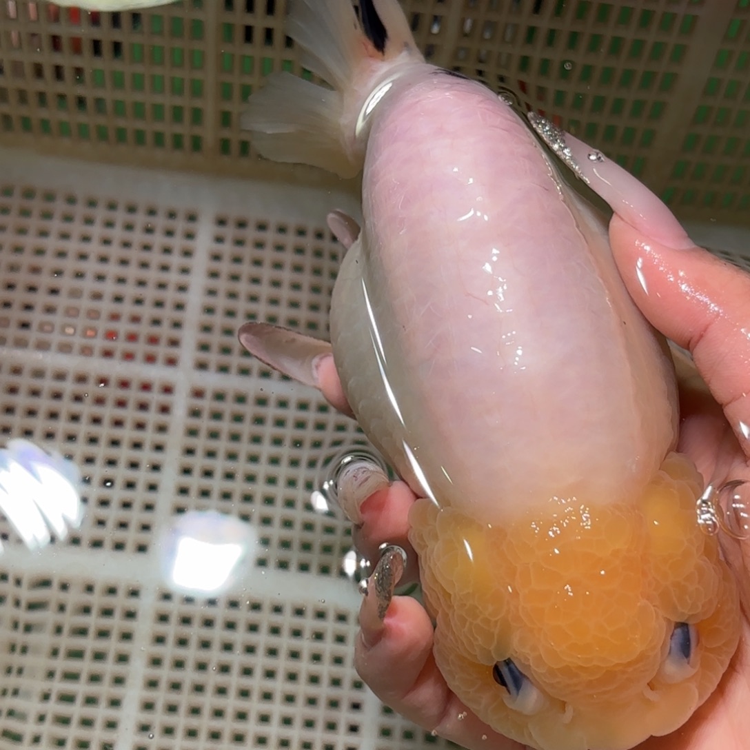 用***月金鱼拍包装包邮不拍包装运费到付