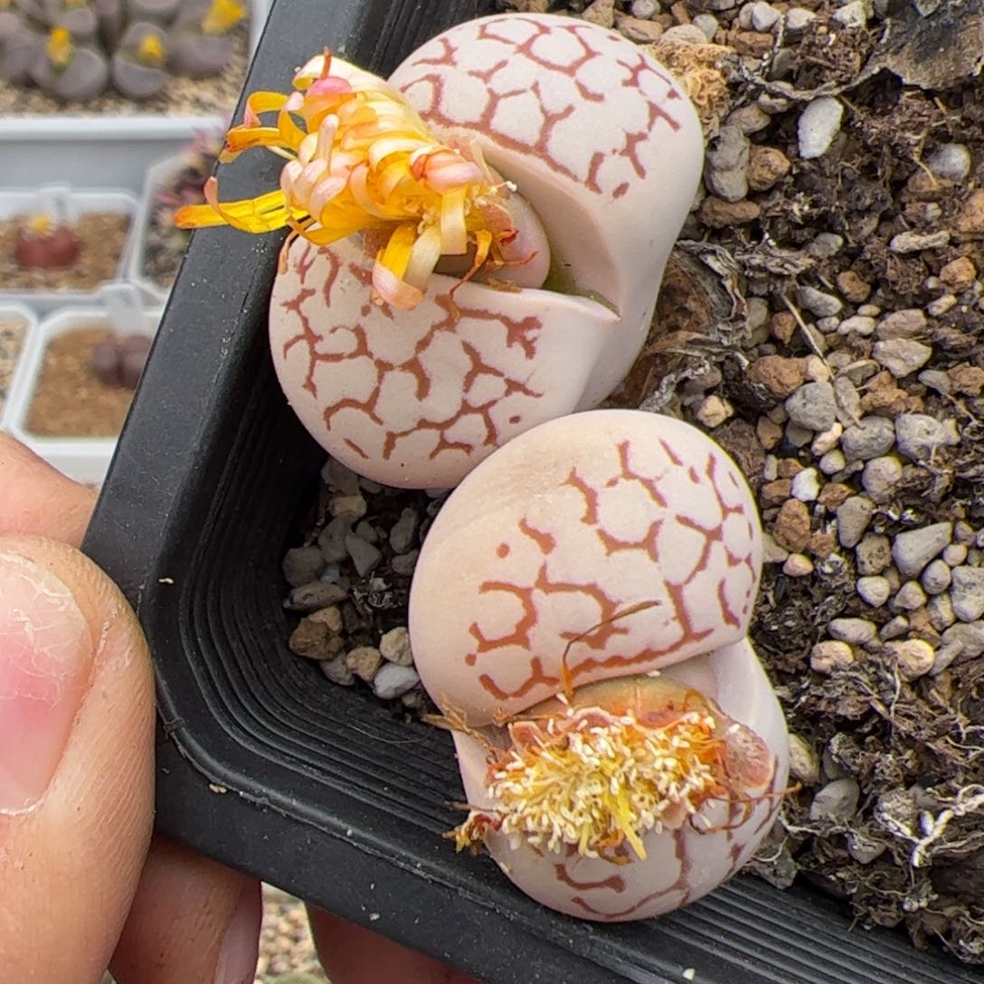 0360号大白 多肉植物