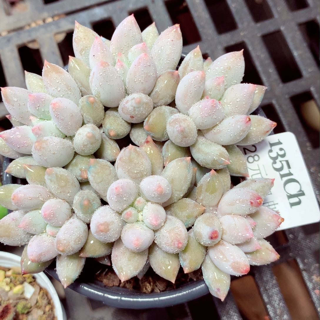 5厘米盆精控多肉1351