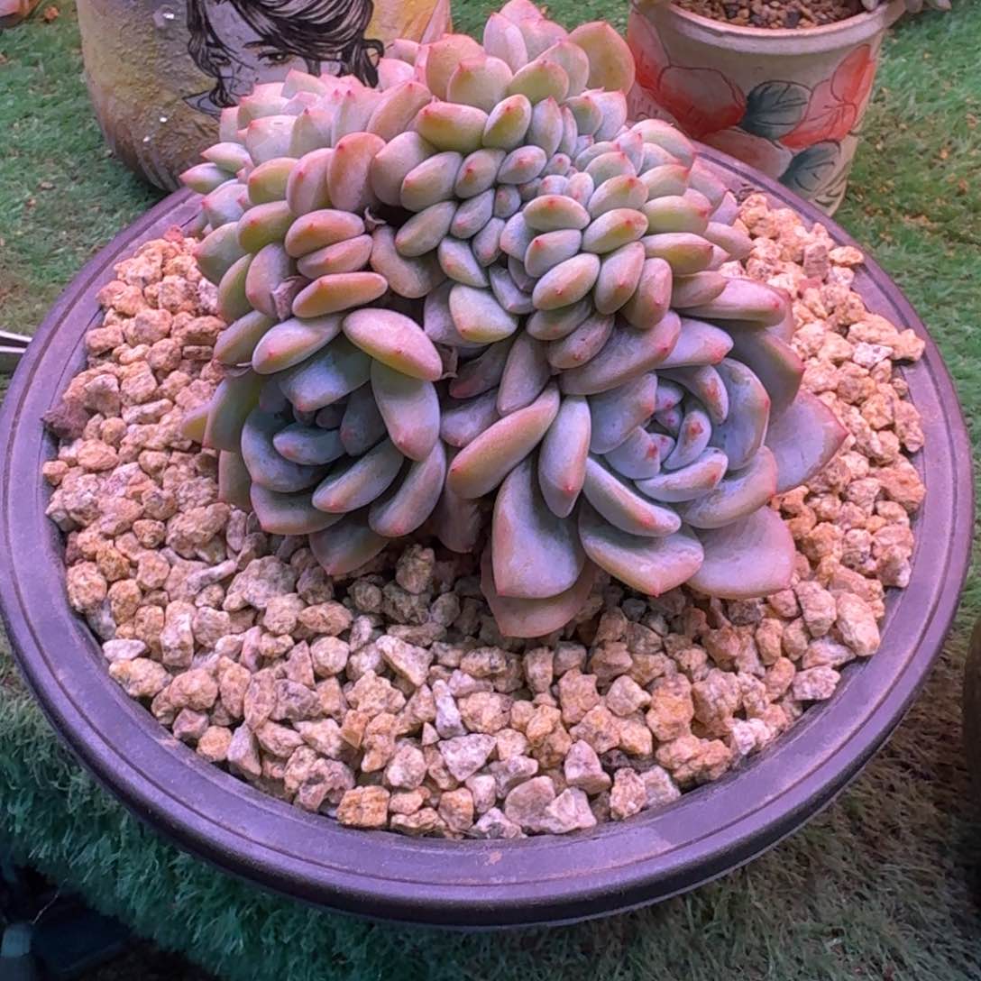 星影树缀无砍多肉