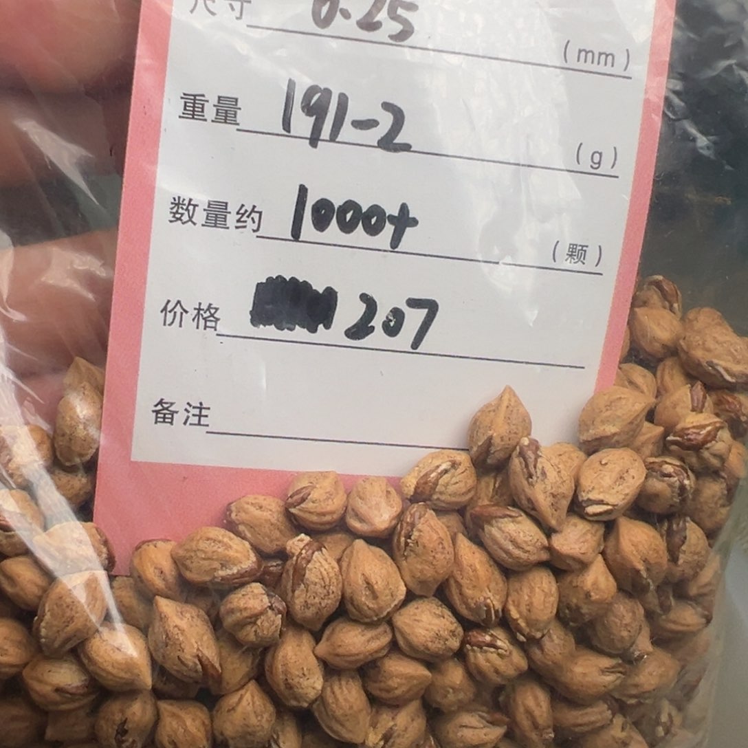 柏香籽/百香籽吊坠制****」