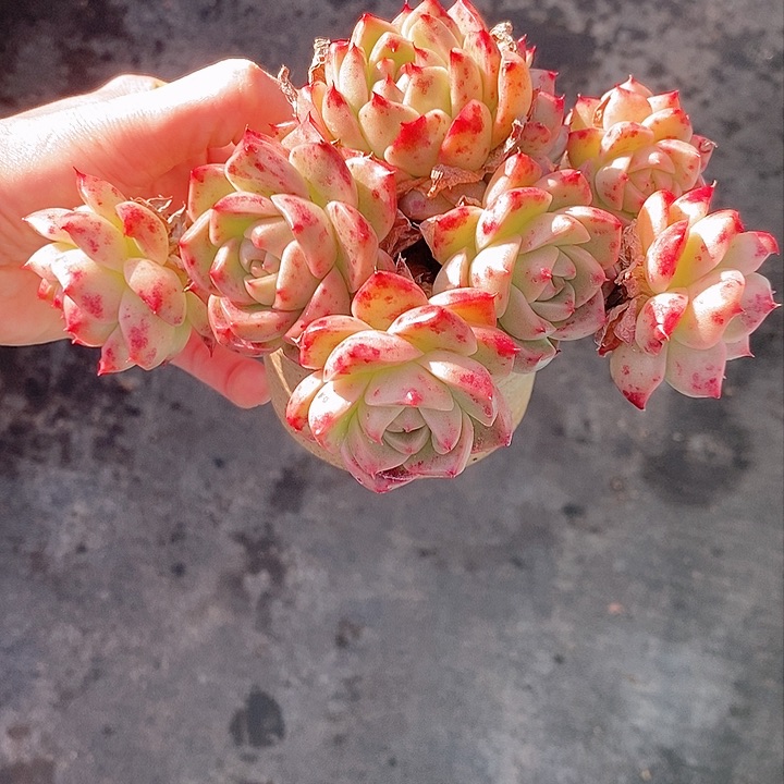 1224多肉植物老桩