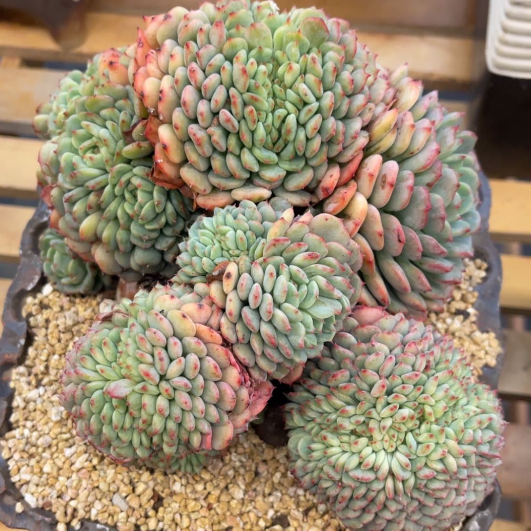 *️****7273738383838383835