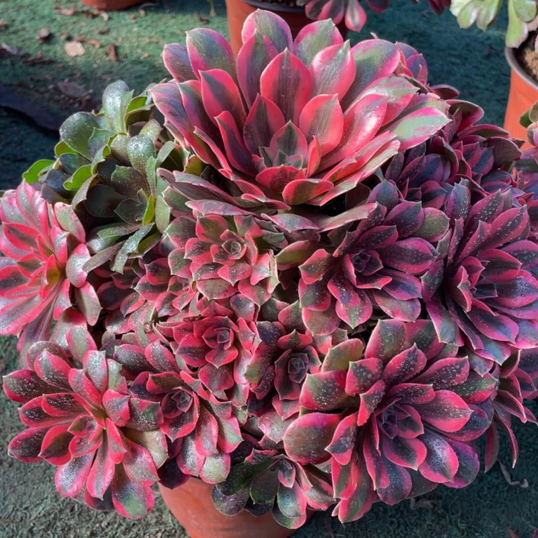 510红粉佳人精品法师老桩