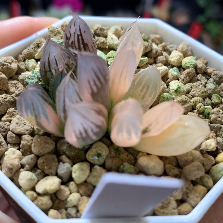 霓虹灯玉露锦带儿女土