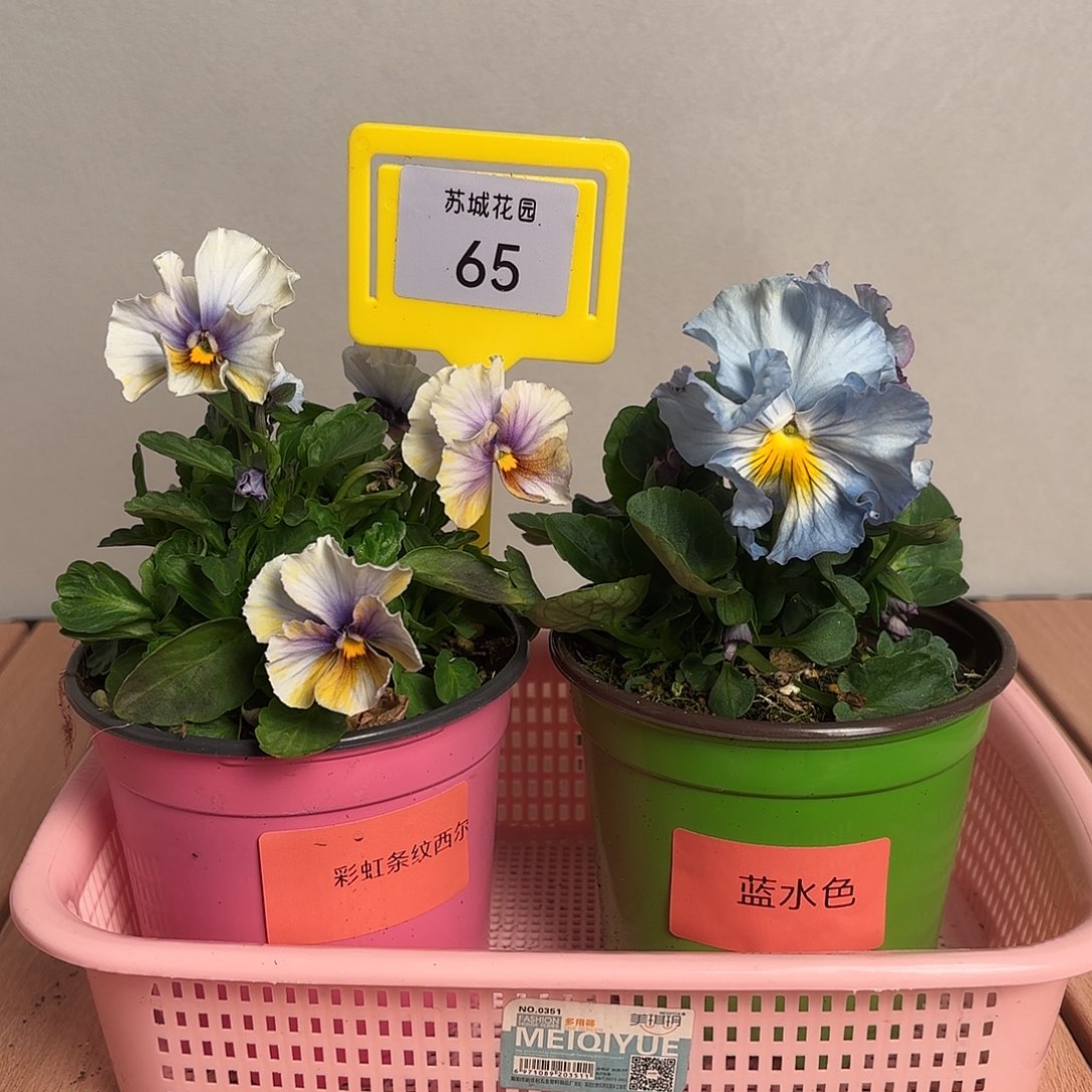 大部分开放少量花苞65