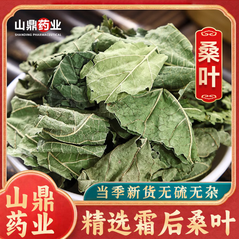 山鼎药业【桑叶  桑叶茶】精选霜后桑叶茶  泡水新鲜泡茶 中药材