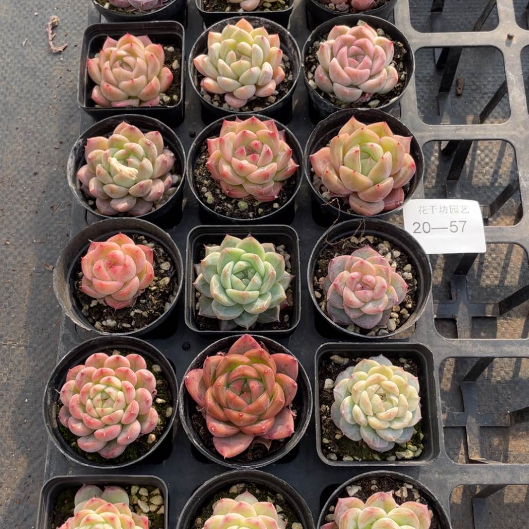 一物一拍18颗20-57