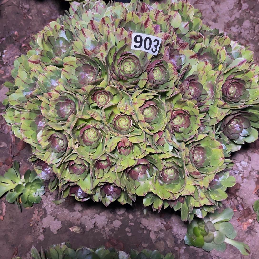 万圣节拉丝14-8包邮法师