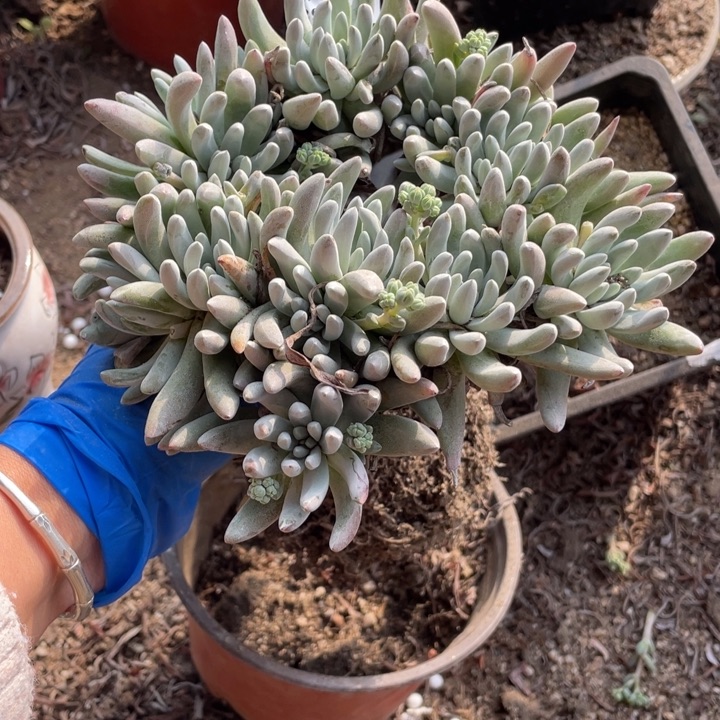 194号雪花多肉植物