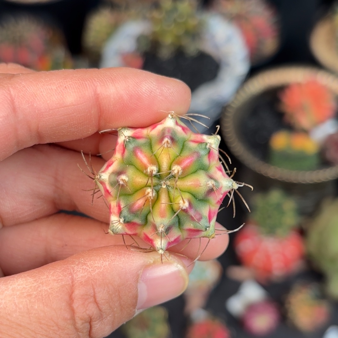 泰系米哈仙人球穹顶380