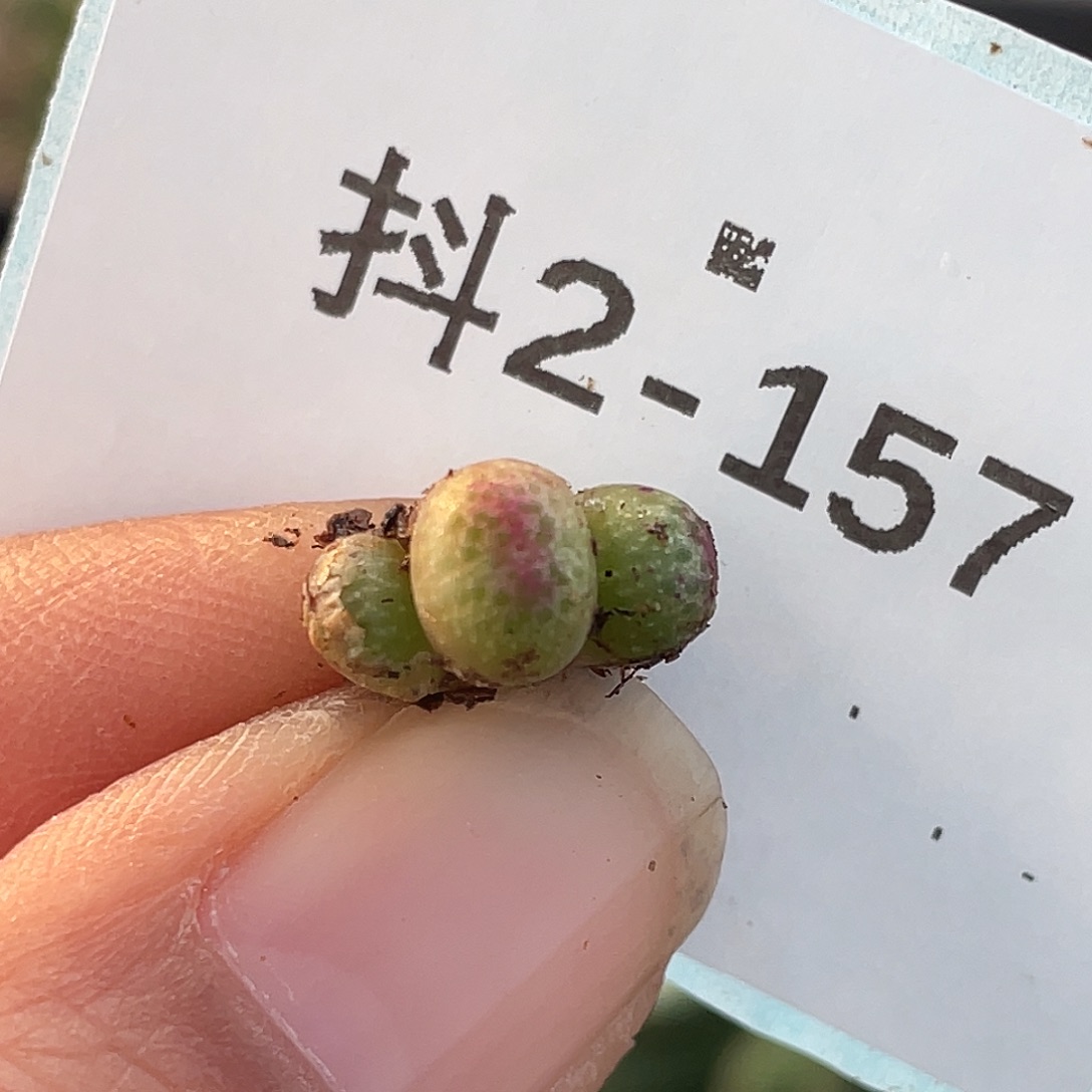 2-157草莓斑马苗肉锥