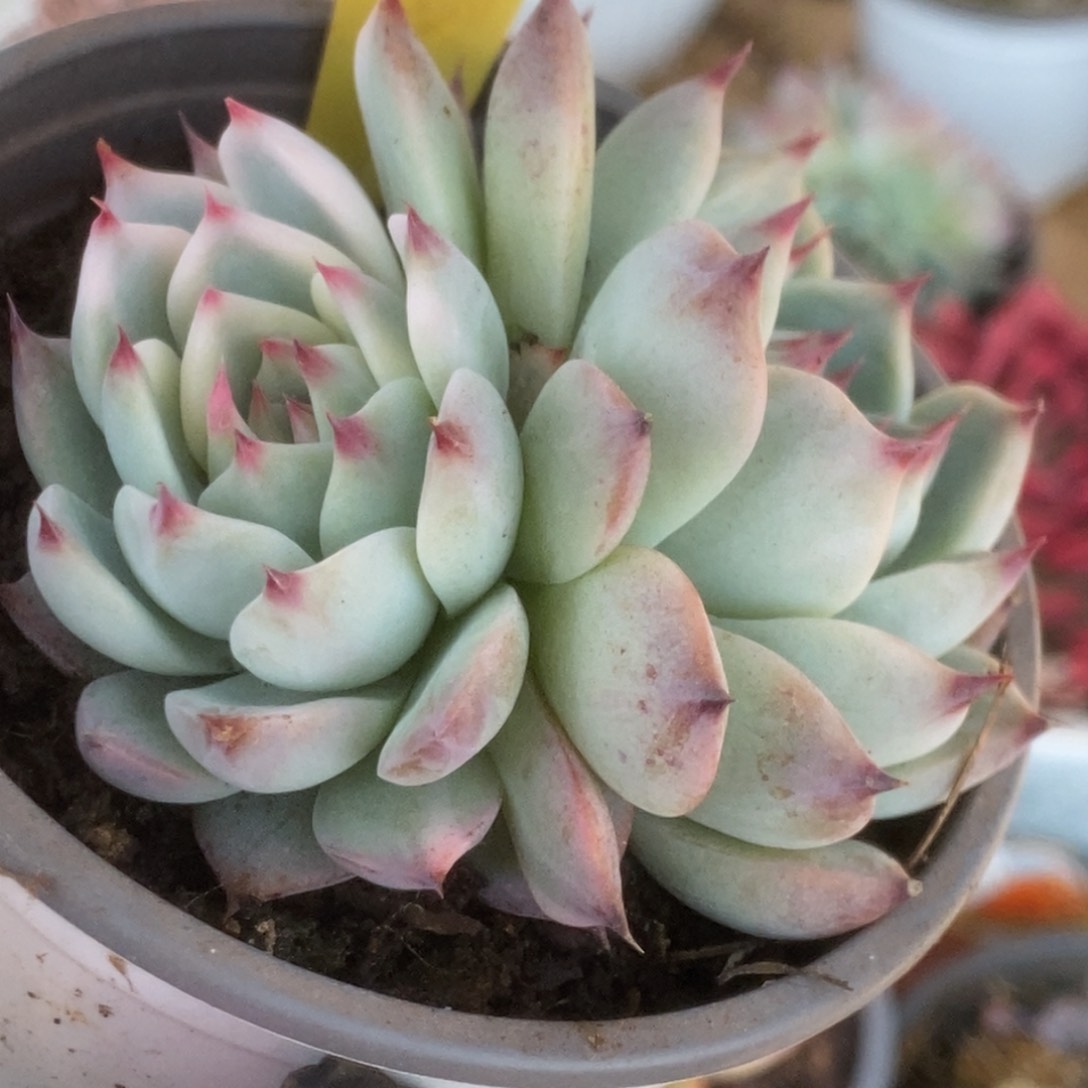 519吉娃娃锦锦锦锦锦锦m