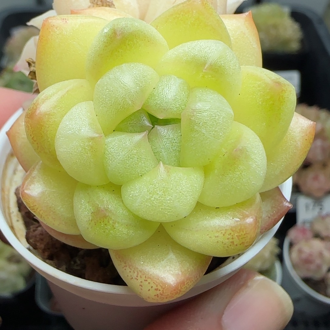 0117-176特别的麦秆