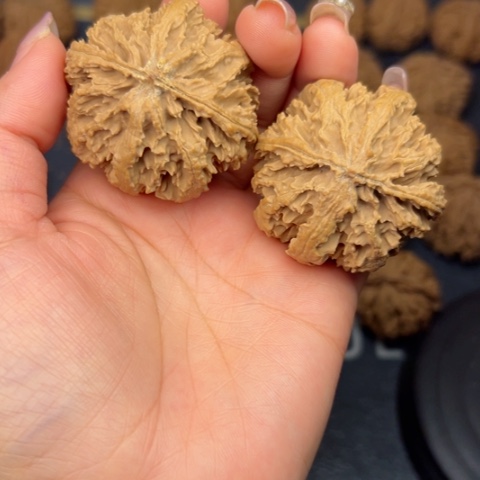 桃核吊坠秦岭山脉野生植物