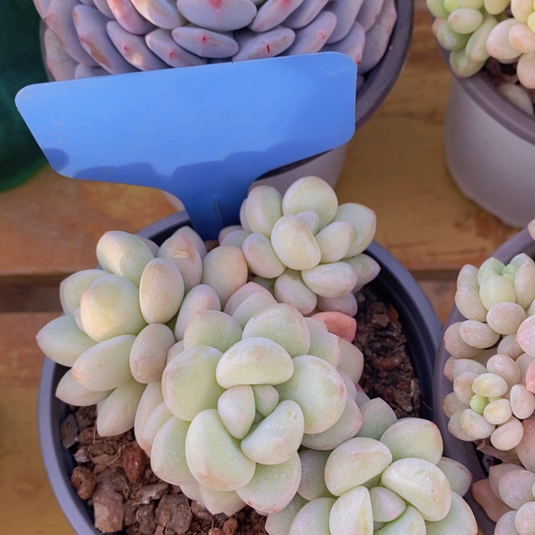 精品多肉，一物一拍，看准下单