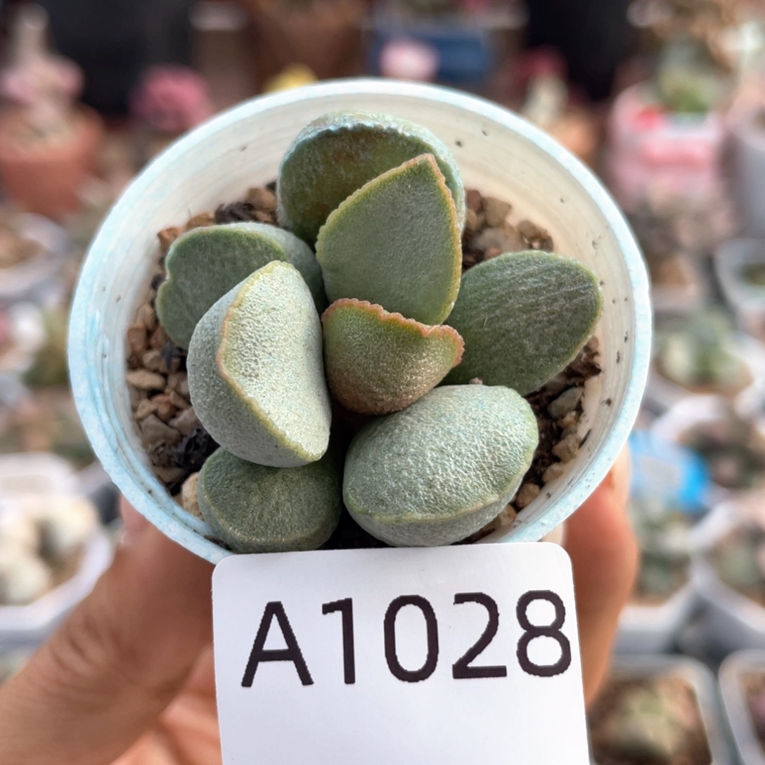       绿磨砂。  1028。   