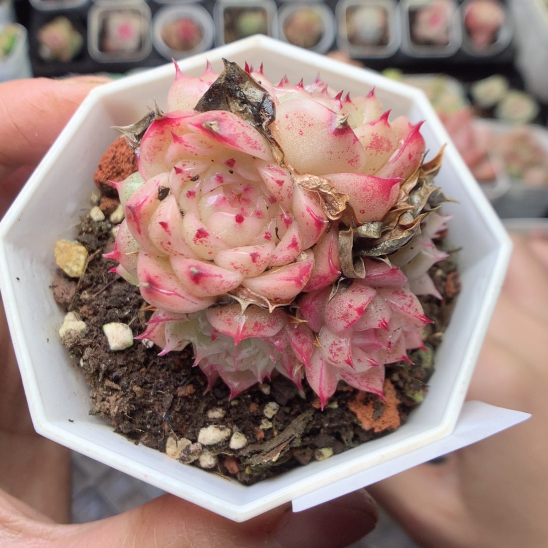 无花朵R68 yyyyyyyy