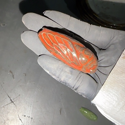 瓷片国营厂库存茶宠