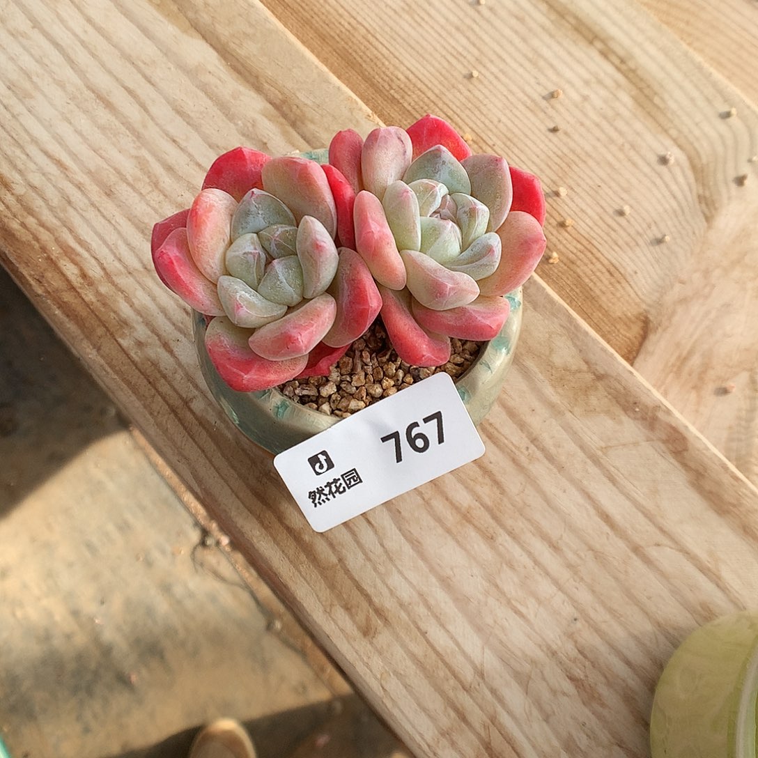 767冰玉多肉植物666